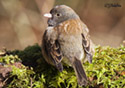 Junco hyemalis